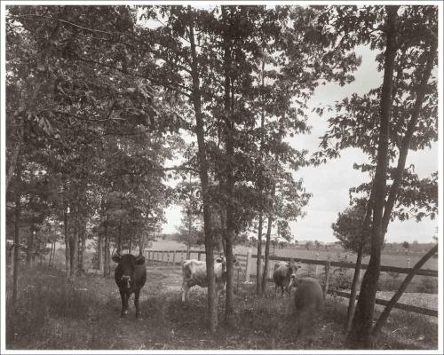 Cattle.c1895.Hazelden06