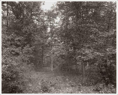 Forest.c1895.Hazelden10